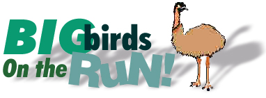 Big Birds on the Run!